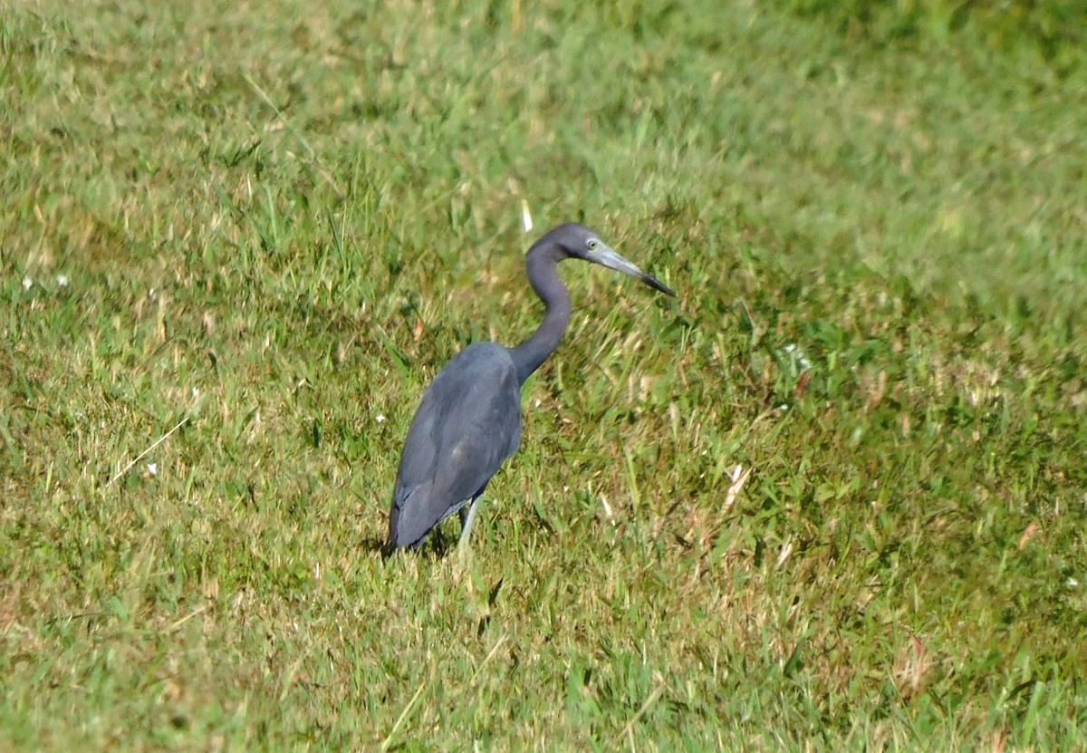 blåhegre - ML642162672
