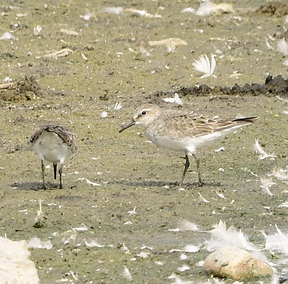 bonapartesnipe - ML642162677