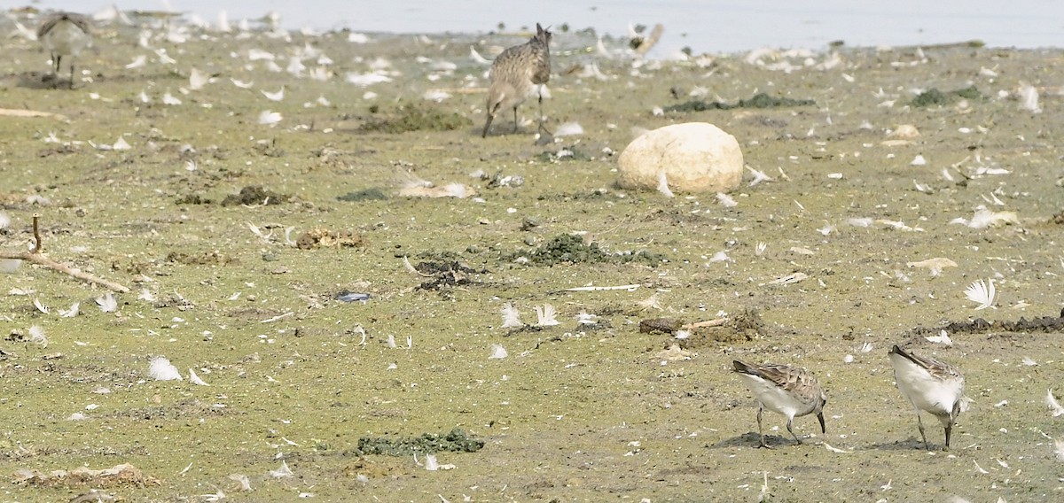 bonapartesnipe - ML642162682