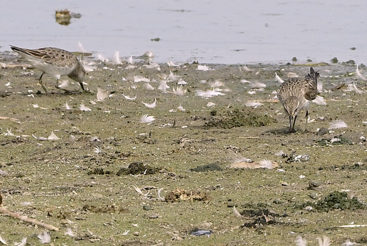 White-rumped Sandpiper - ML642162689