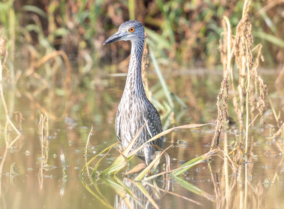Yellow-crowned Night Heron - ML642162697
