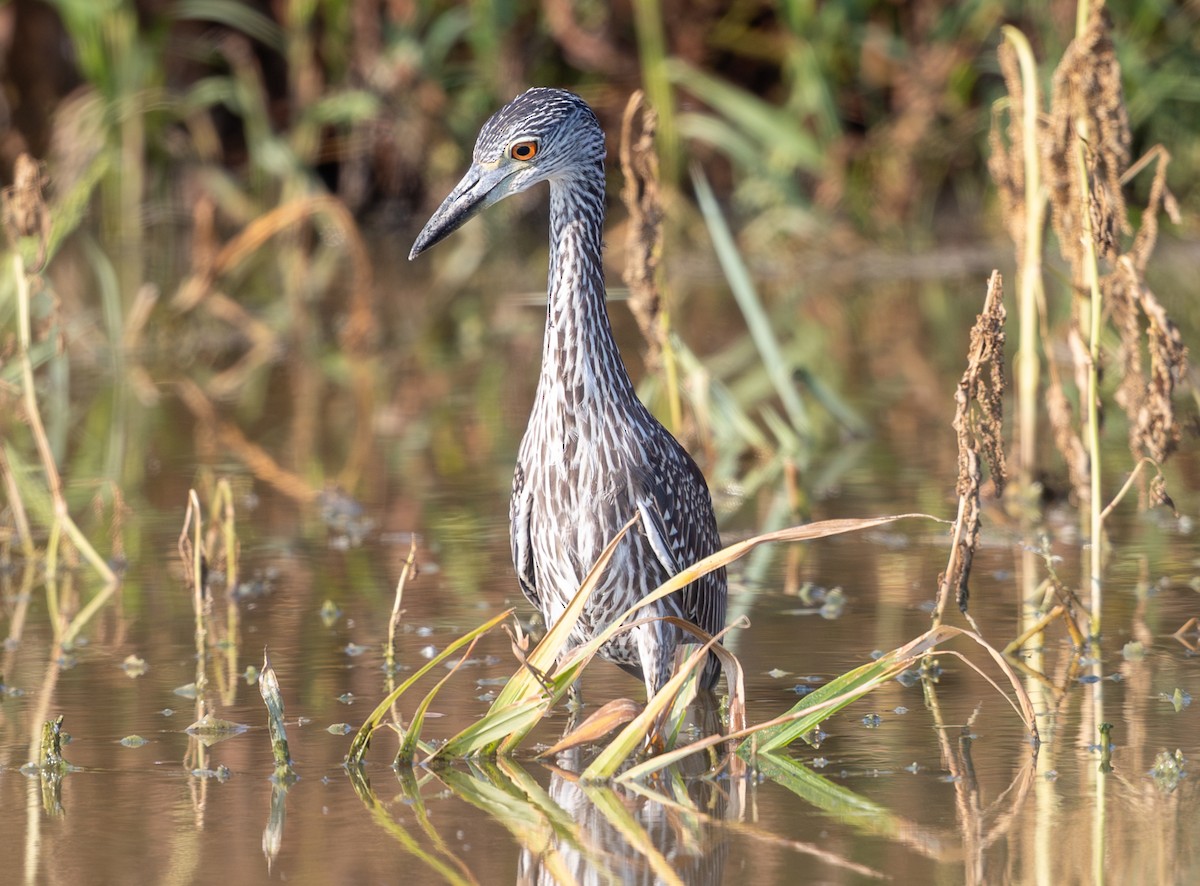 Yellow-crowned Night Heron - ML642162698