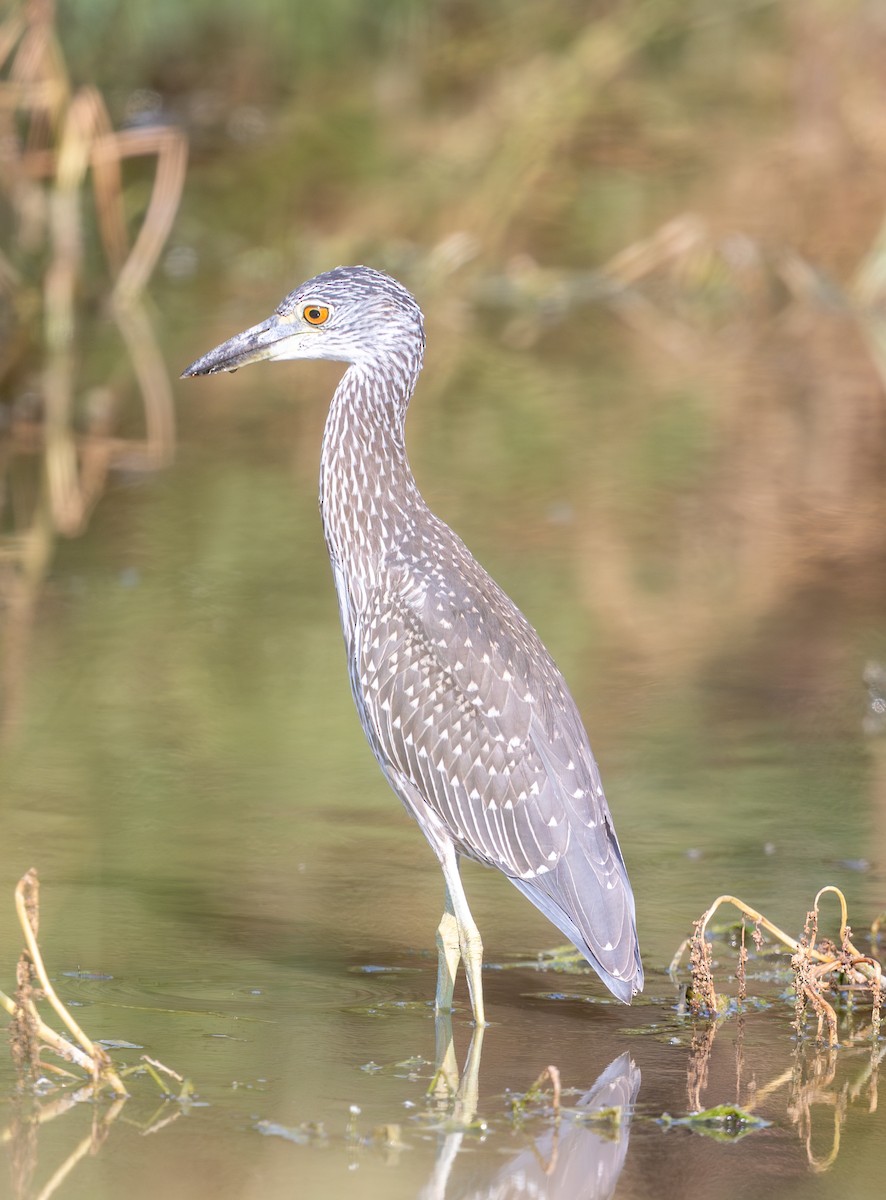 Yellow-crowned Night Heron - ML642162699