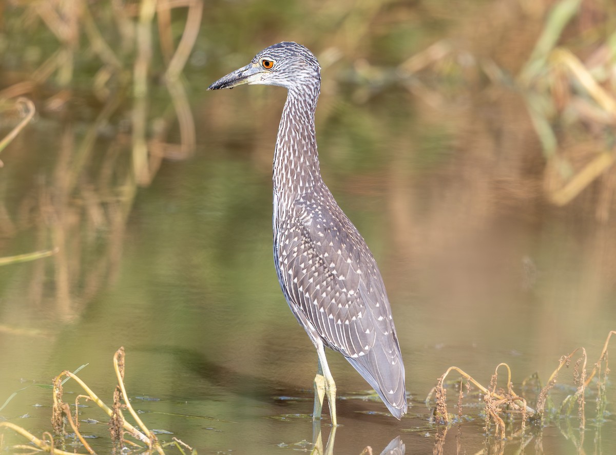 Yellow-crowned Night Heron - ML642162701