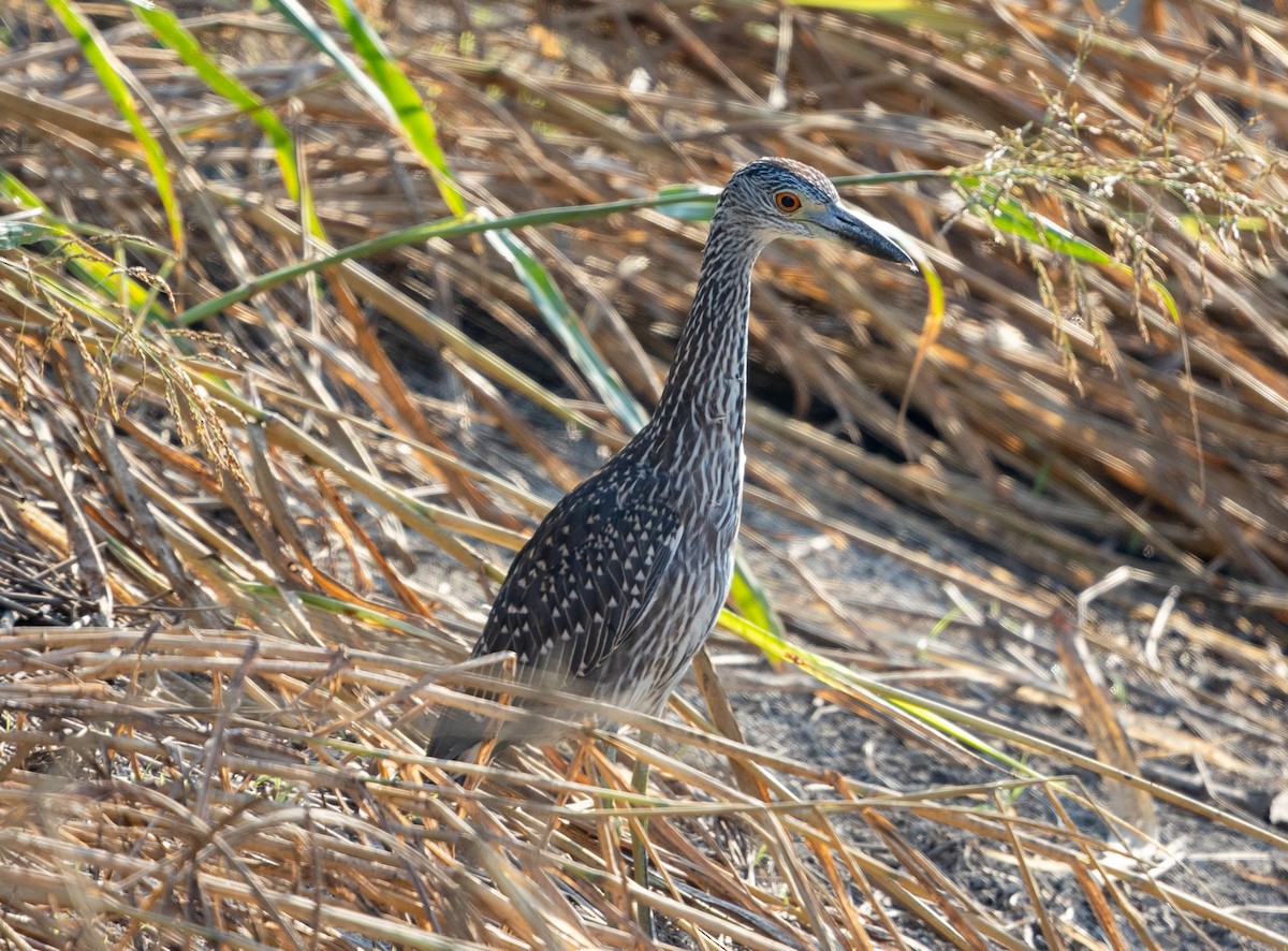 Yellow-crowned Night Heron - ML642162702
