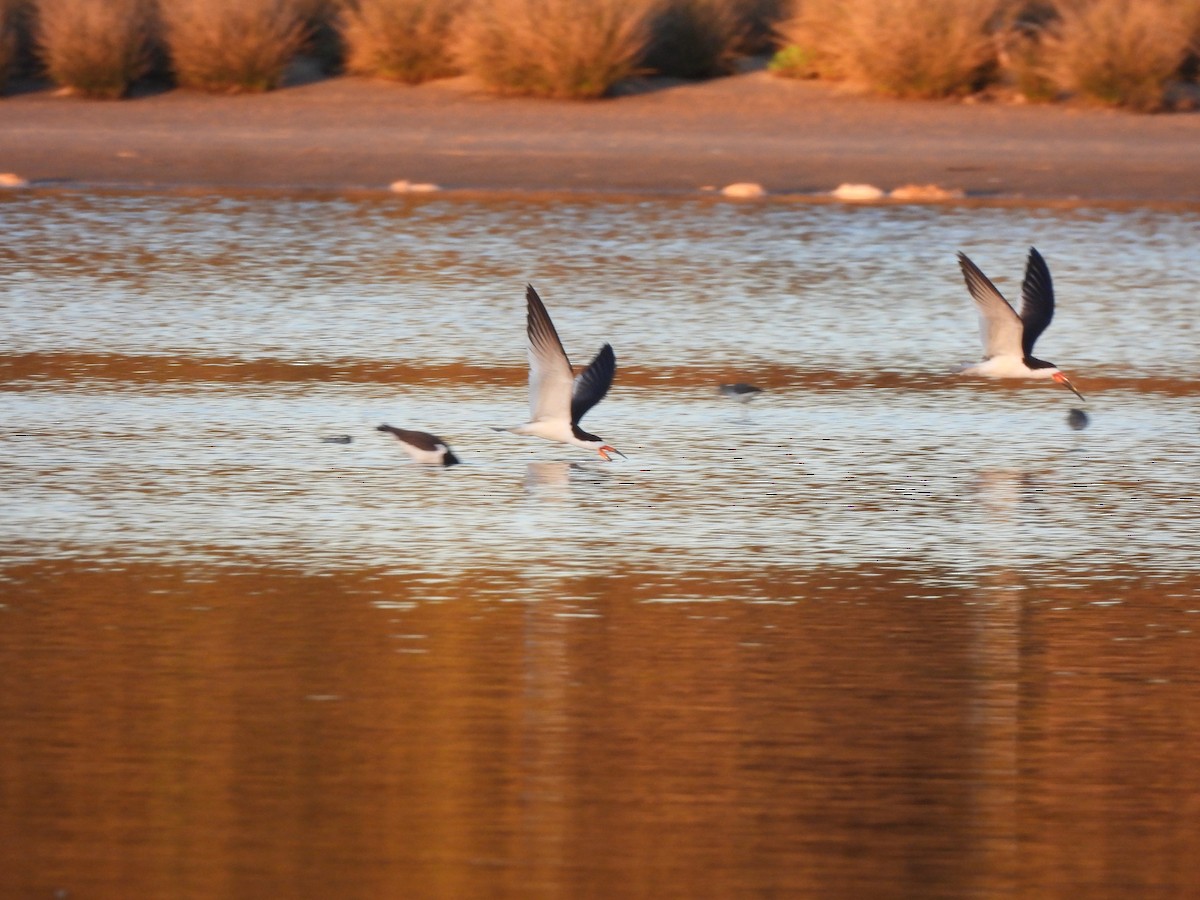 Black Skimmer - ML642162714