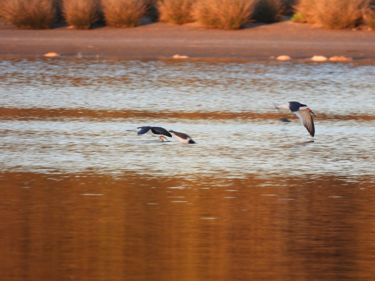 Black Skimmer - ML642162715