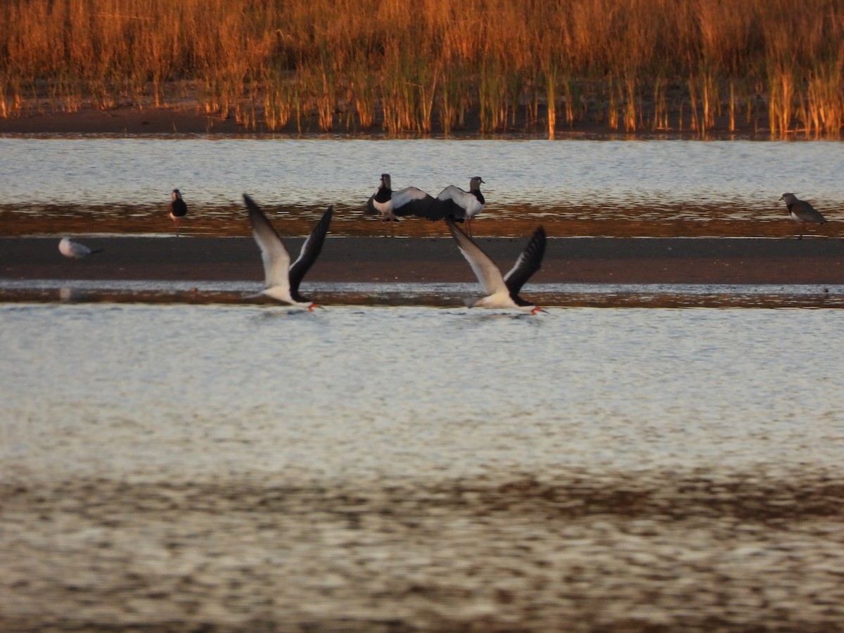 Black Skimmer - ML642162716