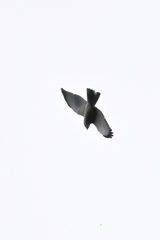 Fiji Goshawk - ML642162726