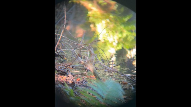 Northern Waterthrush - ML642162752