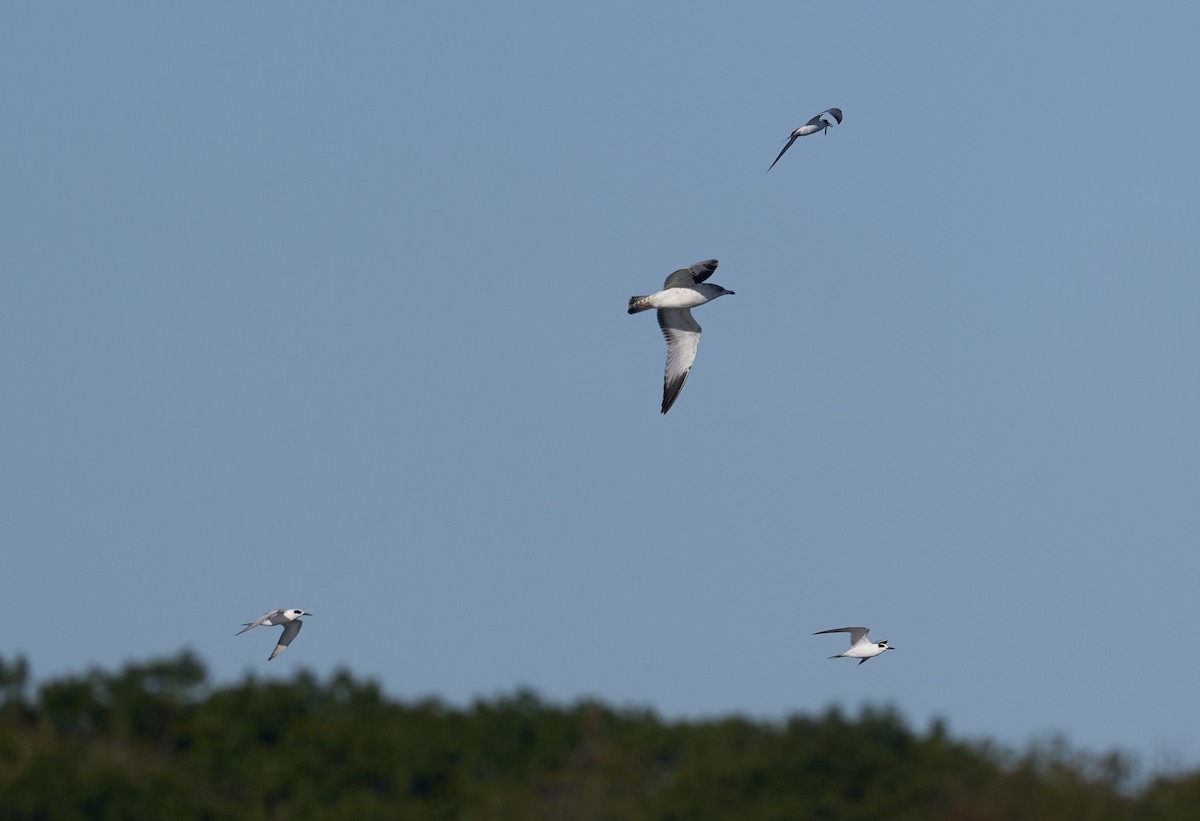Forster's Tern - ML642162764