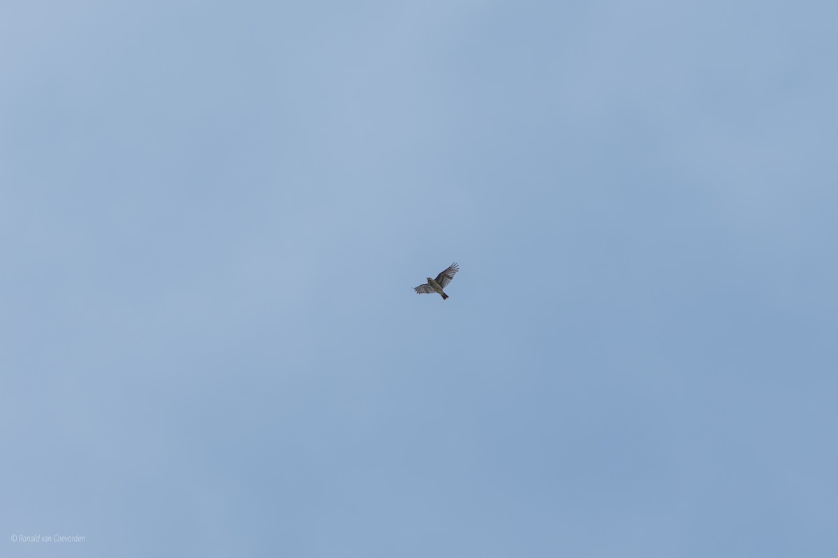 Wood Lark - ML642162794