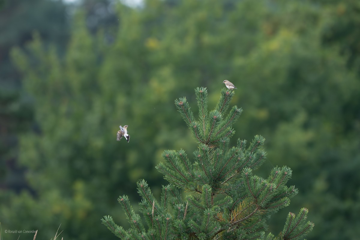 Northern Wheatear - ML642162797
