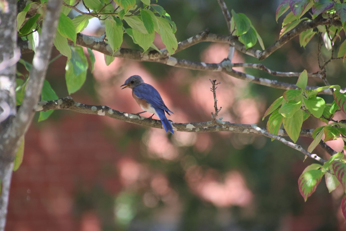 Eastern Bluebird - ML642162825