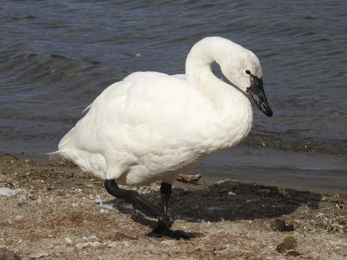 Tundra Swan - ML642162830
