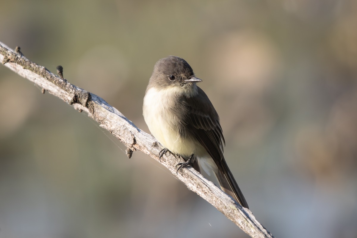 Eastern Phoebe - ML642162831