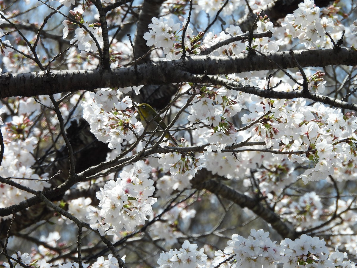 Warbling White-eye - ML642162833