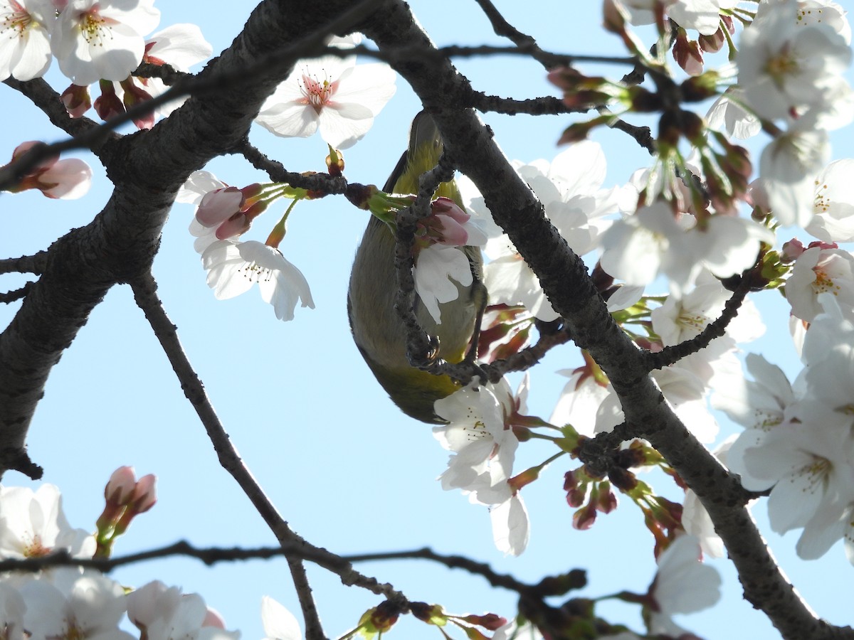 Warbling White-eye - ML642162834
