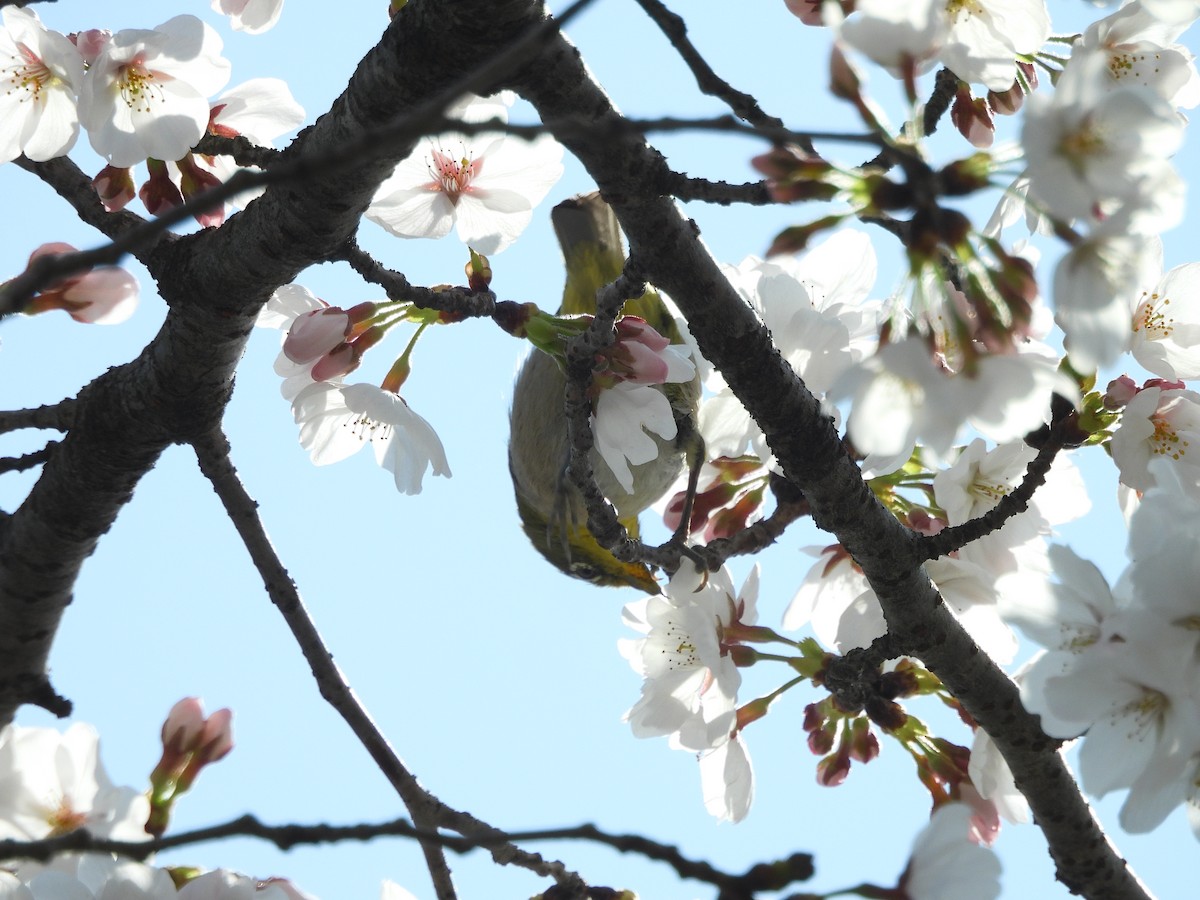 Warbling White-eye - ML642162835