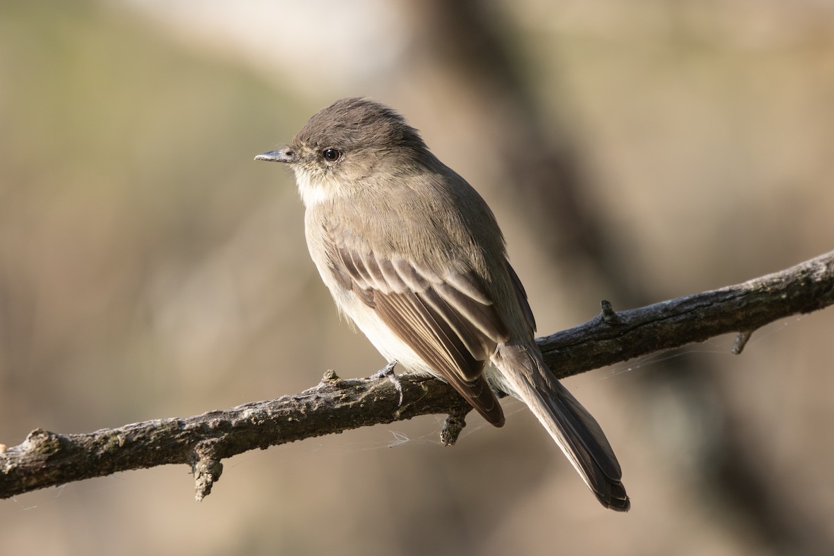 Eastern Phoebe - ML642162841