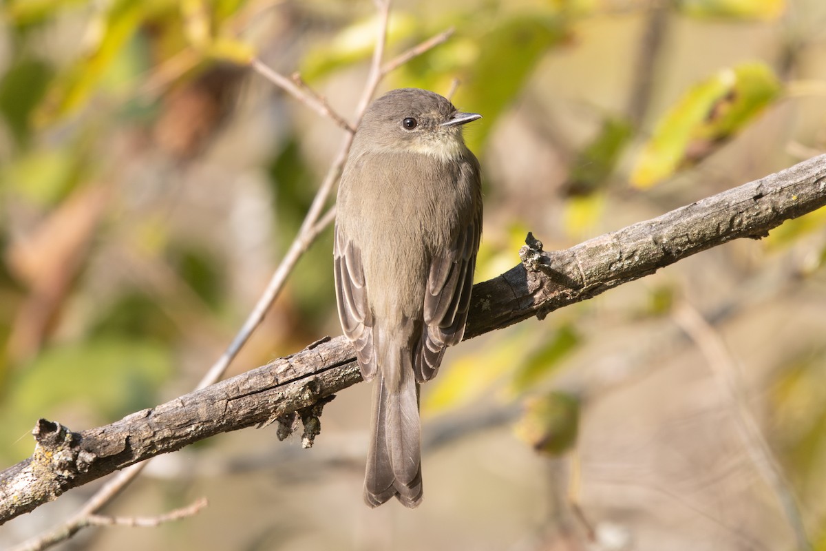Eastern Phoebe - ML642162842