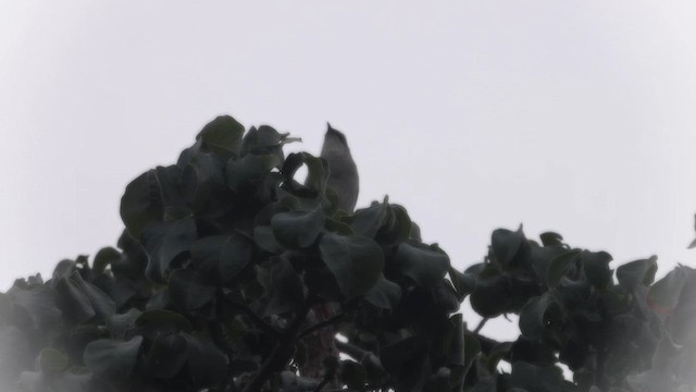 Tropical Mockingbird - ML642162843