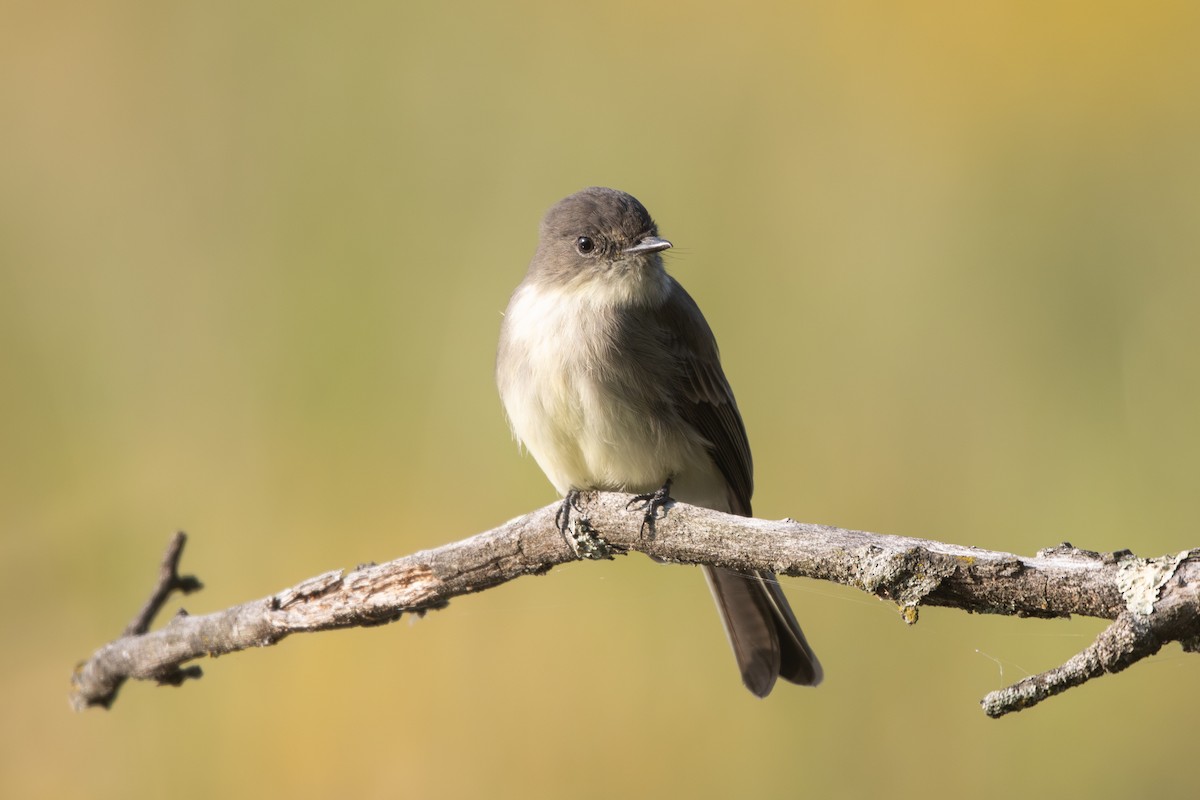Eastern Phoebe - ML642162847
