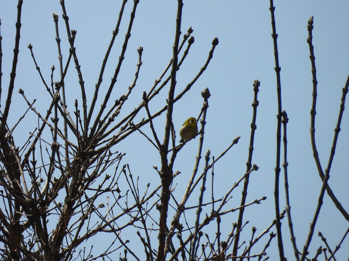 Warbling White-eye - ML642162856