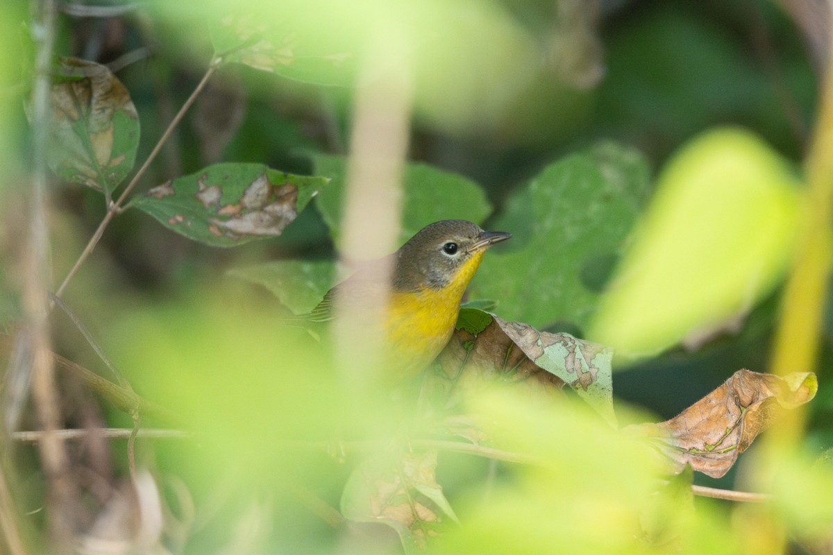 Common Yellowthroat - ML642162858