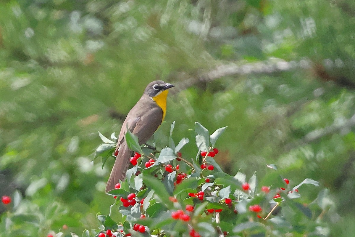Yellow-breasted Chat - ML642162886