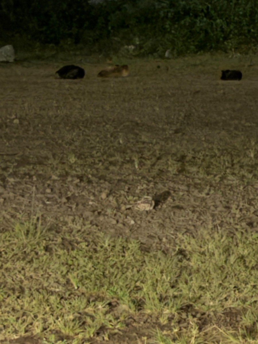 Indian Nightjar - ML642162894