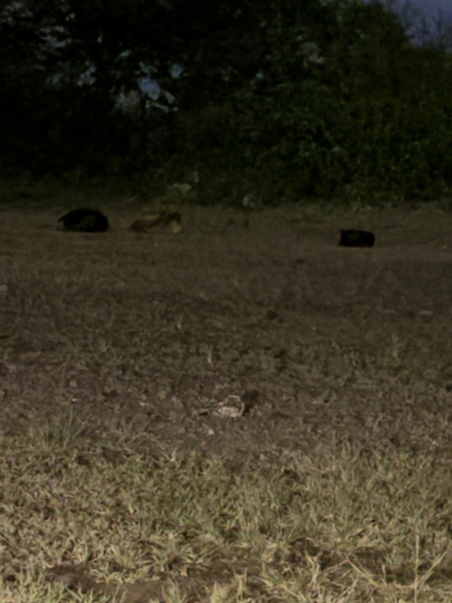 Indian Nightjar - ML642162895