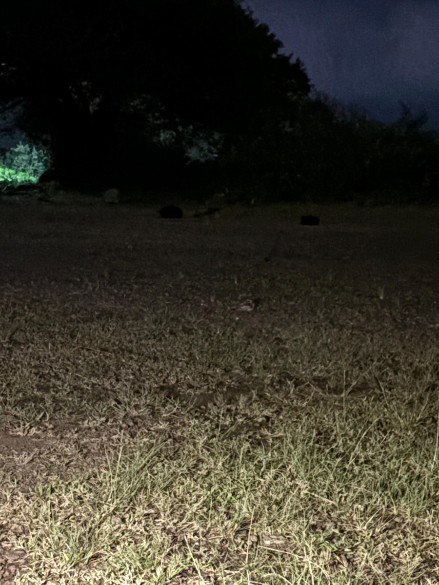Indian Nightjar - ML642162896