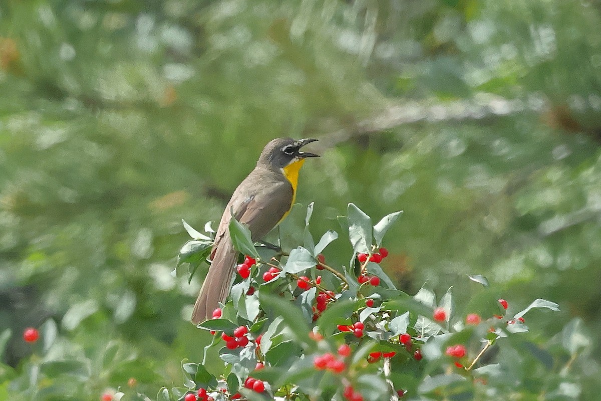Yellow-breasted Chat - ML642162897