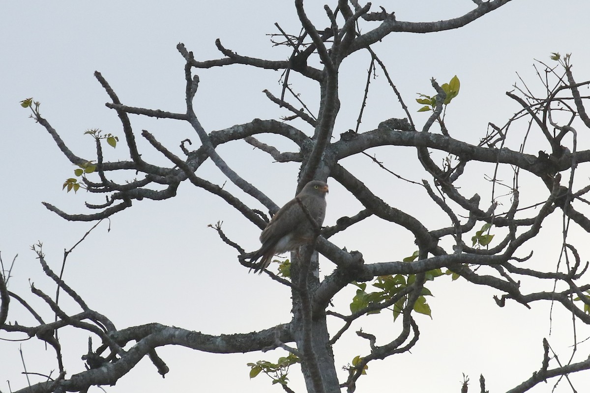 Rufous-winged Buzzard - ML642162903