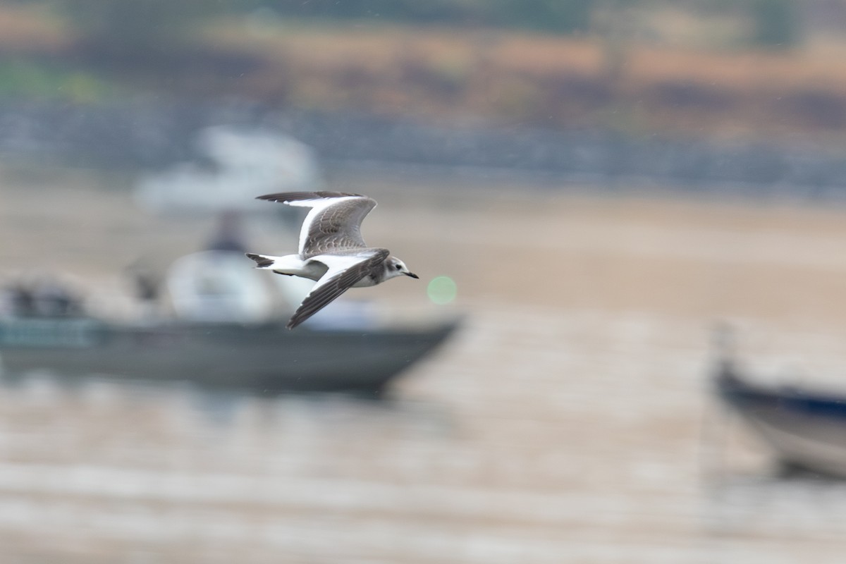 Sabine's Gull - ML642162911