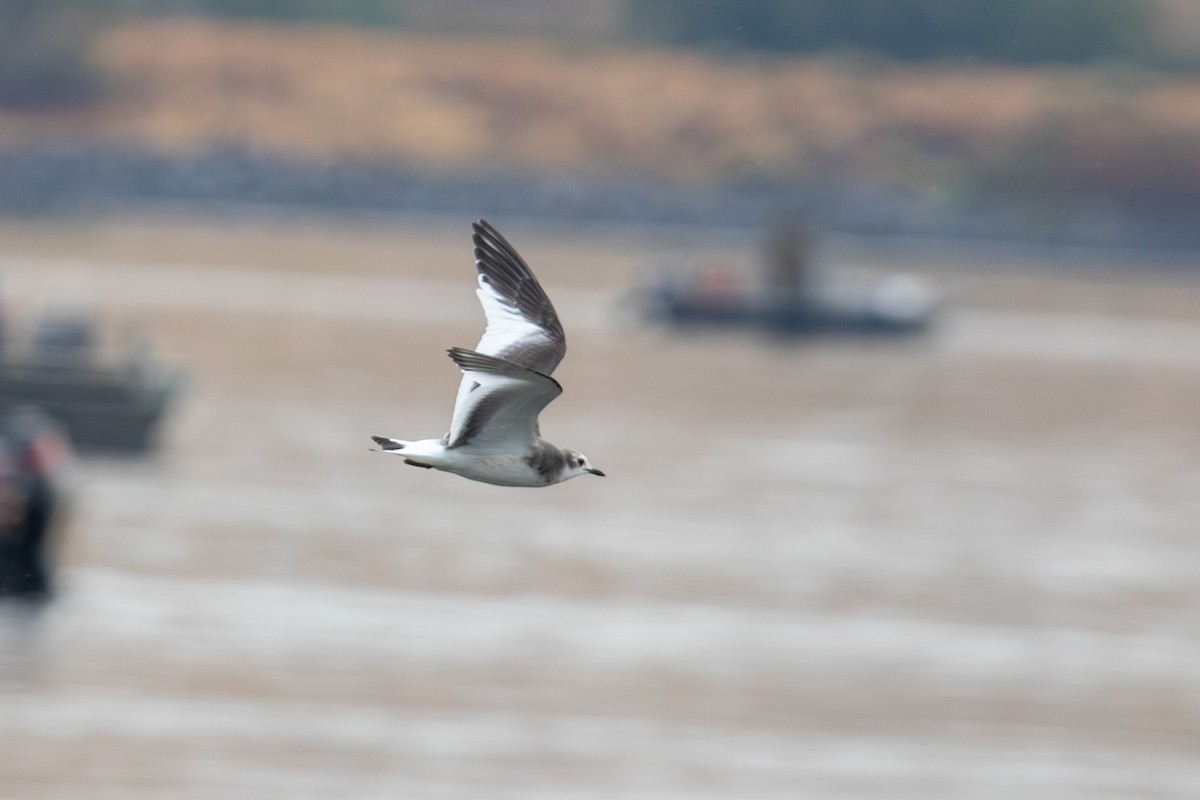 Sabine's Gull - ML642162912