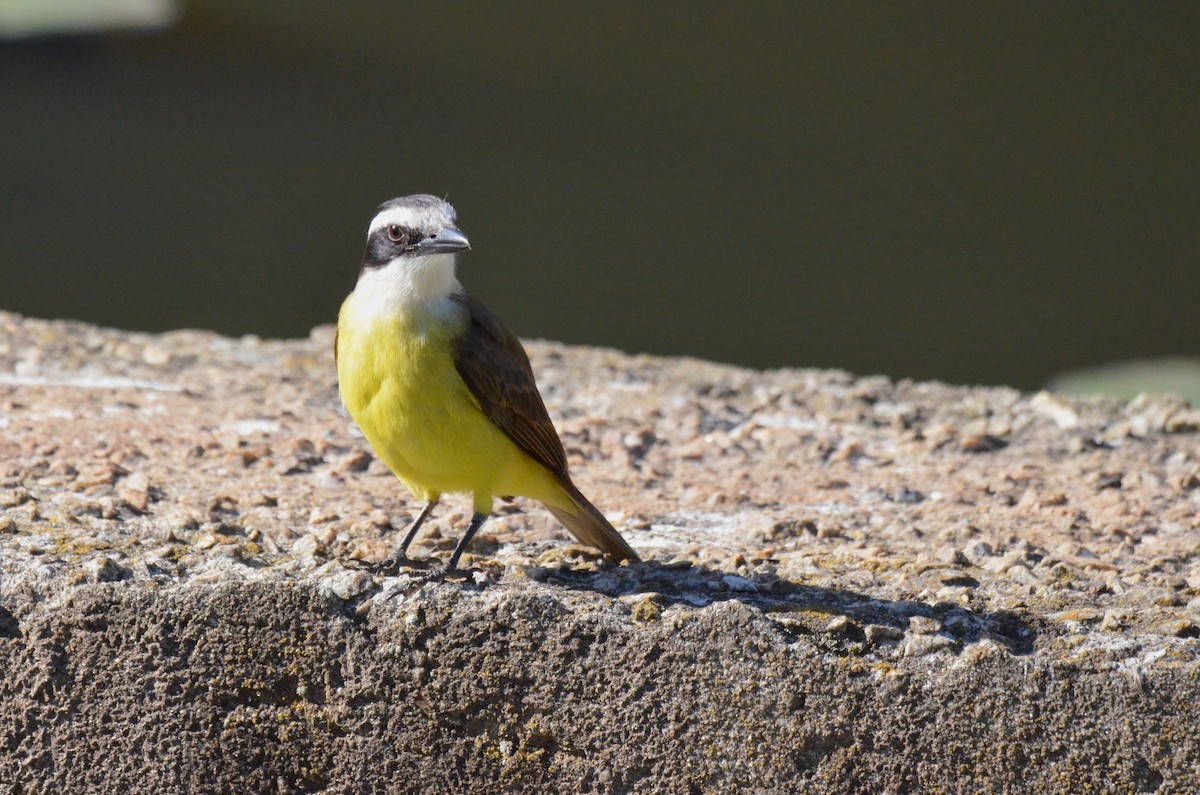 Great Kiskadee - ML642162950