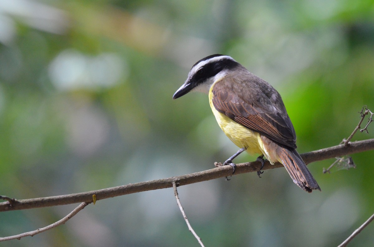 Great Kiskadee - ML642162954