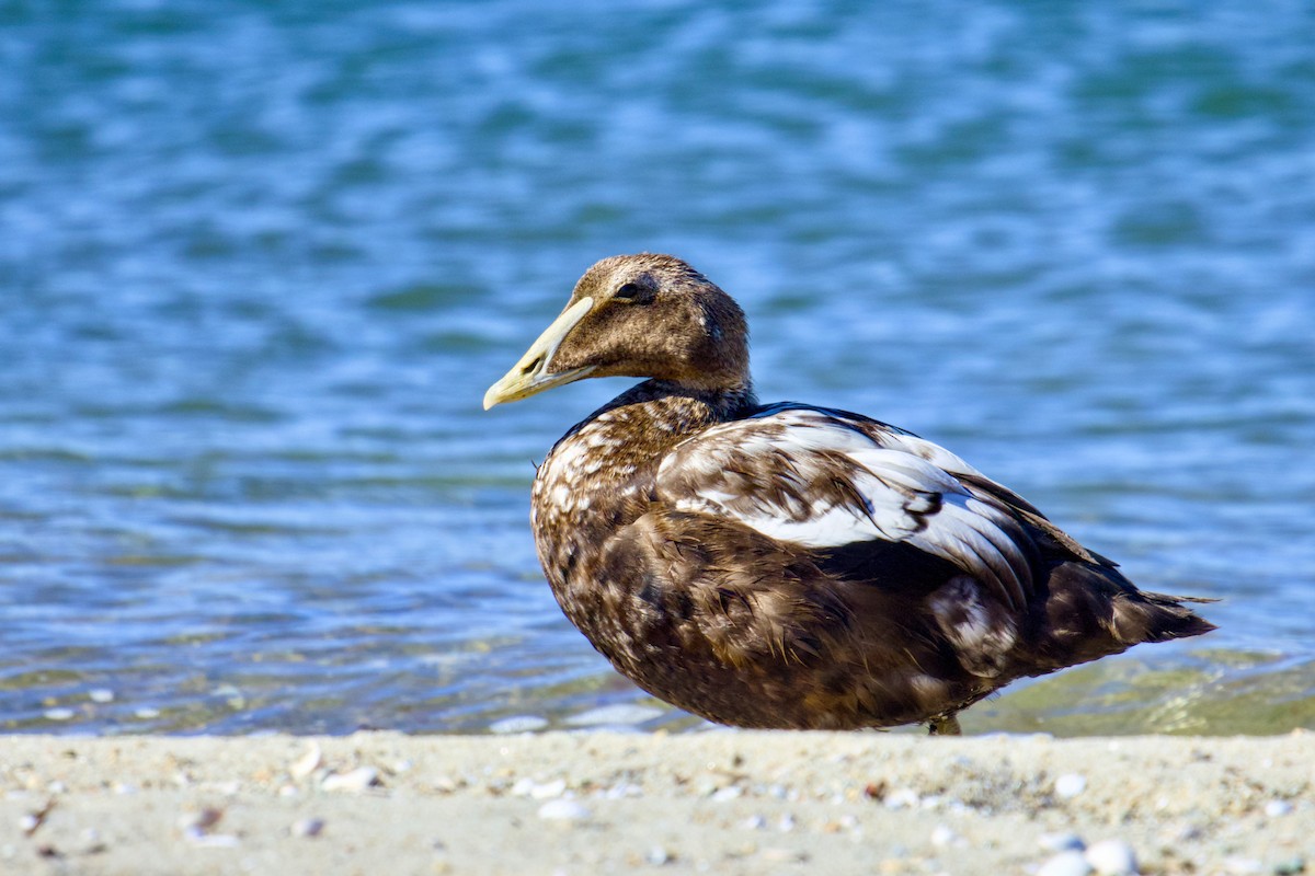 Common Eider - ML642162973