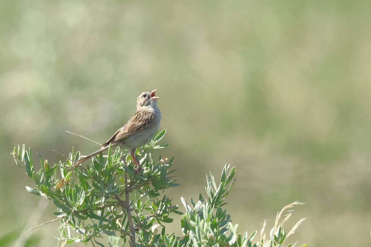 Brewer's Sparrow - ML642162984