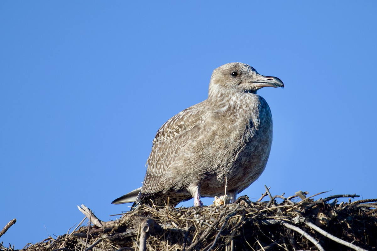 American Herring Gull - ML642162992