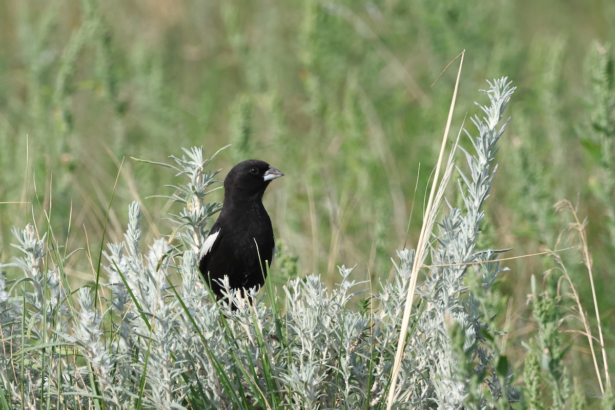 Lark Bunting - ML642163010