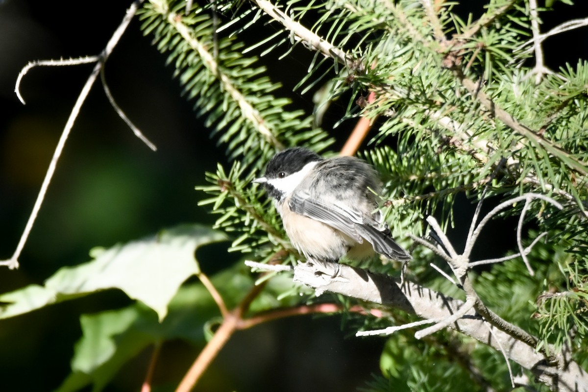 Black-capped Chickadee - ML642163043