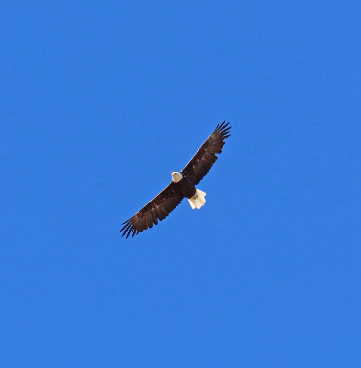 Bald Eagle - ML642163052