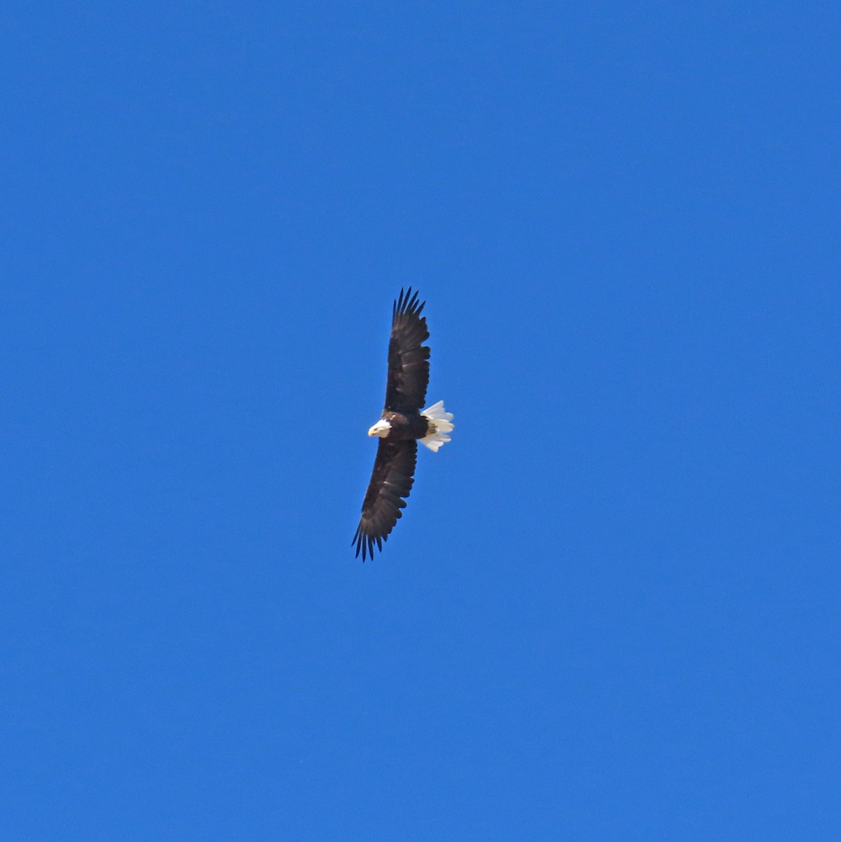 Bald Eagle - ML642163053