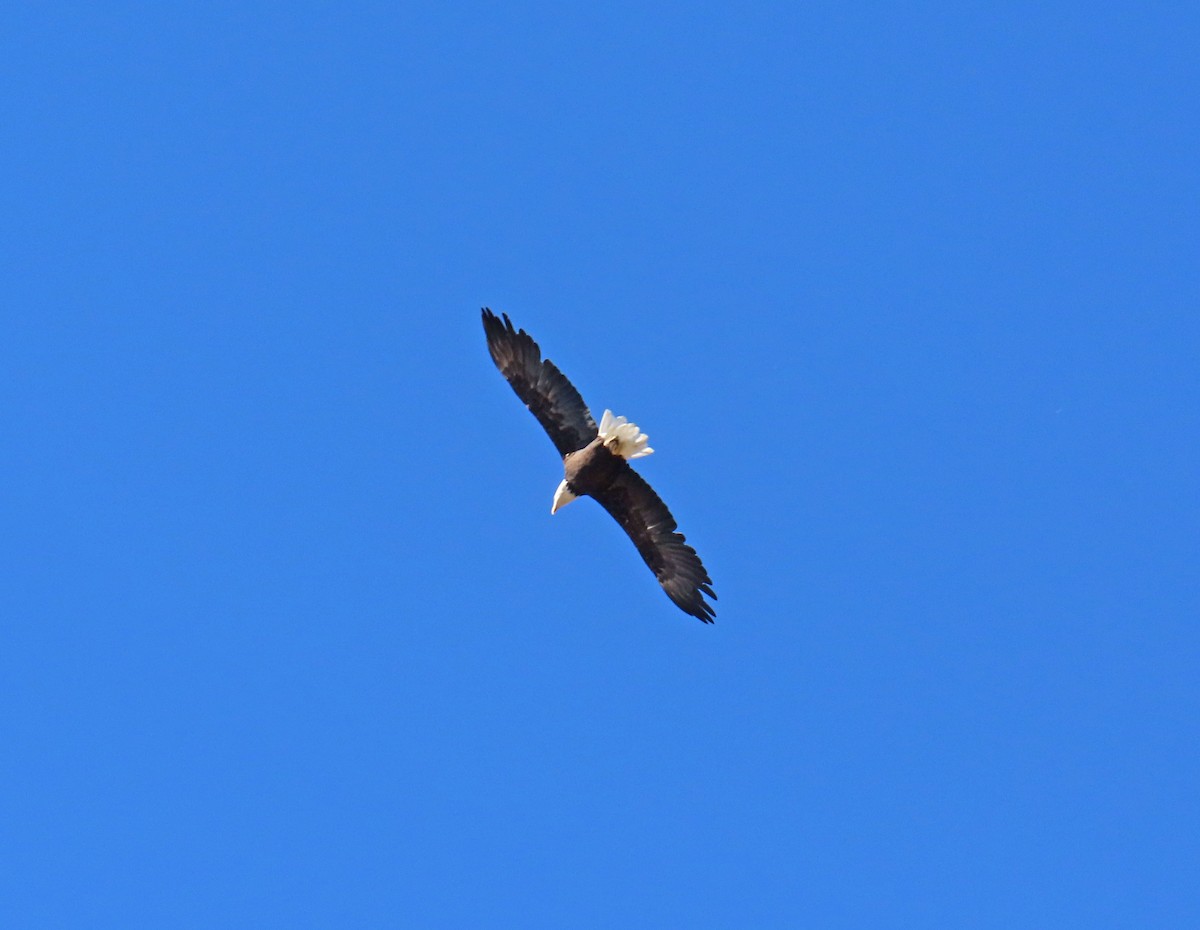 Bald Eagle - ML642163054