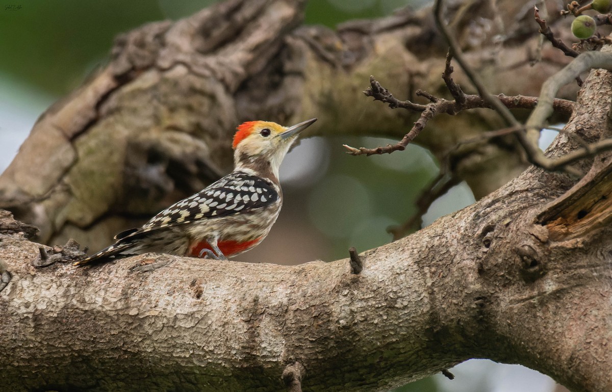 Yellow-crowned Woodpecker - ML642163055