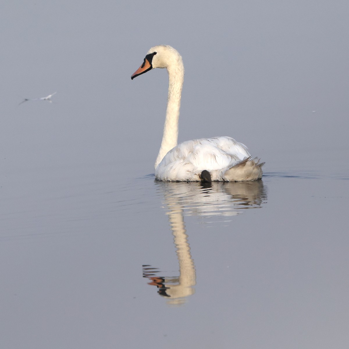 Mute Swan - ML642163058
