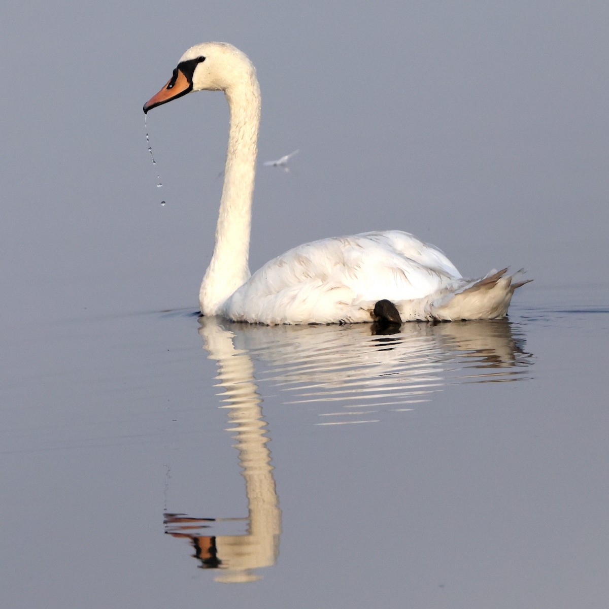 Mute Swan - ML642163060